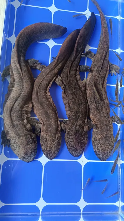 人工养殖娃娃鱼鱼苗鲜活养殖大鲵活体中通包邮包活