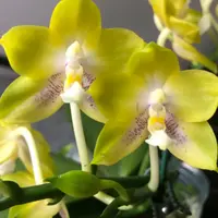 浓香型 原生种 3.0寸【弥陀双剑鹰蝴蝶兰】叶片微瑕介意勿拍