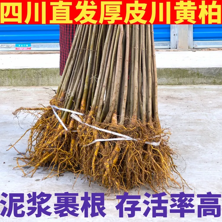 【100根大苗川黄柏苗批发】厚皮大叶四川基地现挖原生苗保湿发货商品图