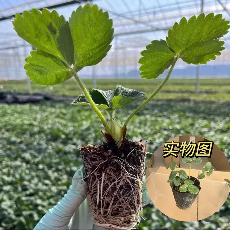 四季结果草莓苗奶油草莓种苗精品穴盘草莓盆栽红颜丹东四季商品图