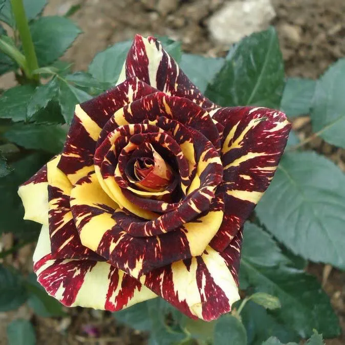 流星雨灌木月季花苗大花条纹香水盆栽庭院切花玫瑰四季开花好养