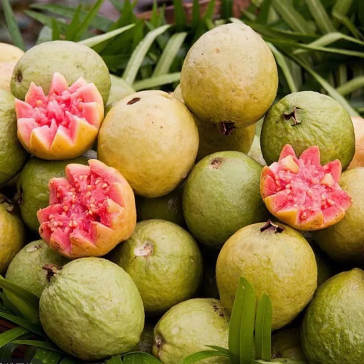 新品种小叶红心芭乐，四季结果，胭脂红芭乐，带土带叶广西发货