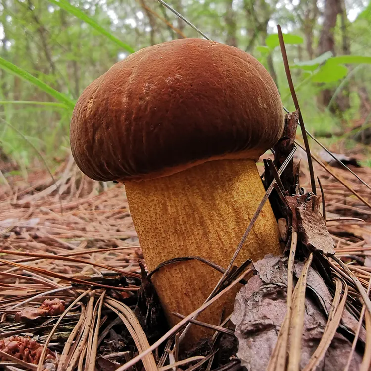 云南野生菌子新鲜现摘现发黄牛肝黄大香黄癞头牛肝菌 顺丰特快