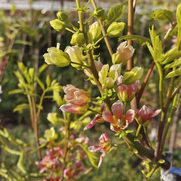 七彩红花清香文冠树庭院盆景花卉五彩文冠花树绿植盆景好养文冠果
