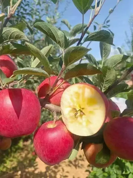 云南昭通红露苹果冰糖心纯甜无酸口感绝美