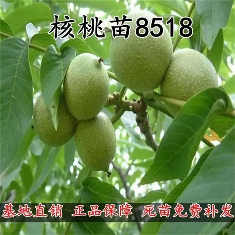 核桃树苗8518薄皮纸皮鲁丰核桃南方北方种植现挖地栽盆栽当年结果