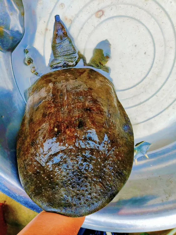 水鱼团鱼顺丰活发包邮小干鱼干货新鲜