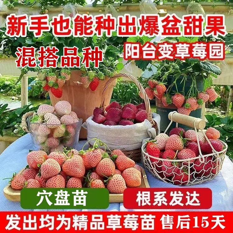 草莓苗草莓秧苗带原土发货奶油草莓苗盆栽地栽成活率高