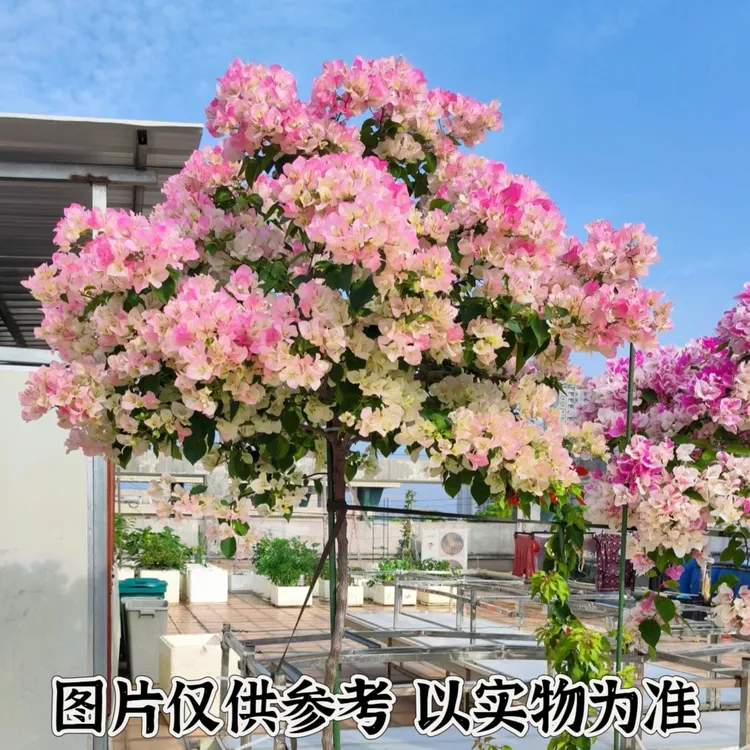 【绿樱】正宗三角梅基地直发阳台庭院可垂丝可飘枝可爬藤带花发货。 