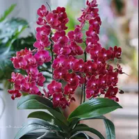 年年爆花  2个花剑【甜心公主】浓香型蝴蝶兰花期能开6-7个月