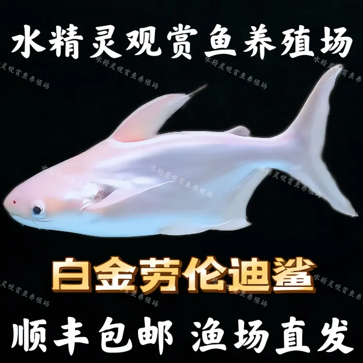 白金劳伦迪 白金汉鲨大型中层左右热带鱼观赏鱼湄公河鲶鱼