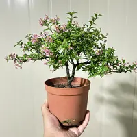 【精品小老桩】李氏樱花盆景盆栽/喜光喜水/花期长花量大