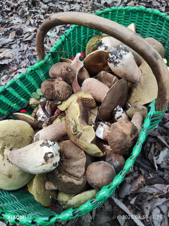 红菌青头菌白牛肝菌开伞野生菌