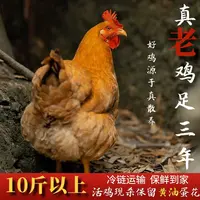 【喜宝家】放养黄油老母鸡  到手共4只净重10斤买三送一 