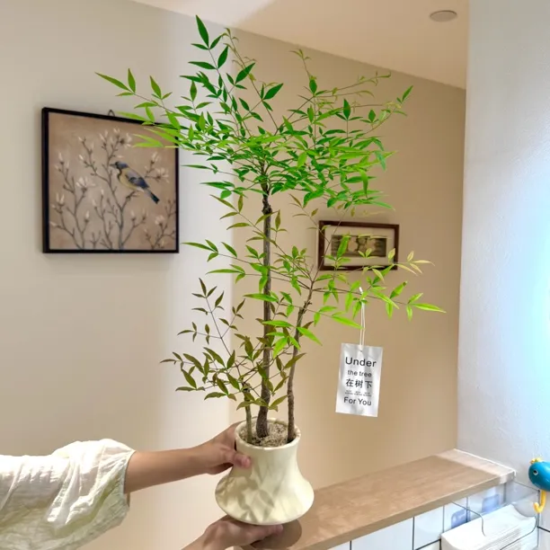 趣味禅意南天竹马醉木盆栽盆景室内阳台办公室耐阴好养花卉绿植