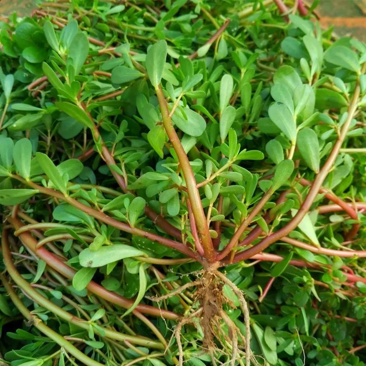 新鲜现挖马齿苋菜带根菜马蜂菜长命菜绿色挑选顺丰包邮（现采现摘）