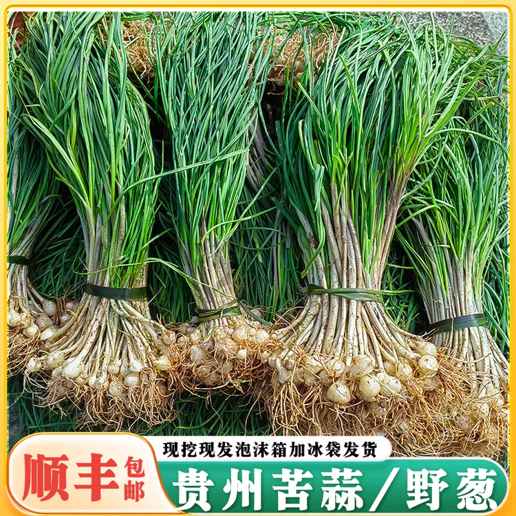 贵州新鲜现挖苦蒜 野葱小根蒜薤白野菜带泥发货新鲜野葱