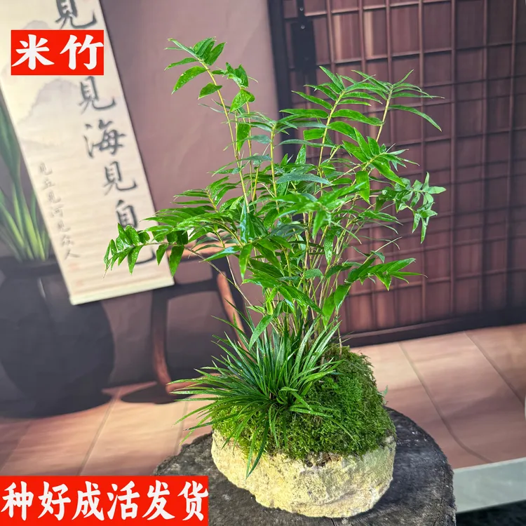 【新手懒人吸水石米竹】禅意观音竹米竹盆景茶室室内办公室植物盆栽商品图