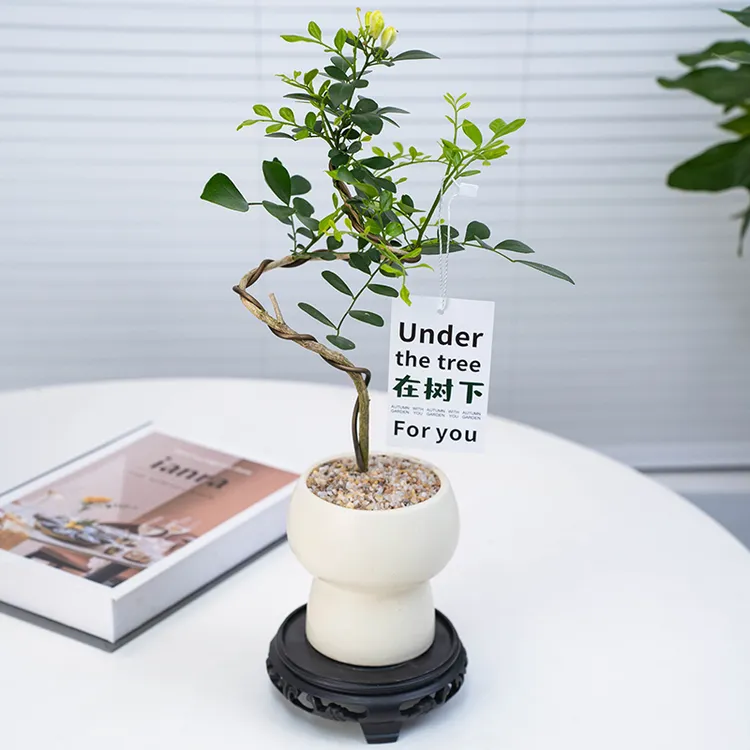 【九里香】盆栽ins风绿植盆栽四季开花植物花卉盆景客厅面摆件