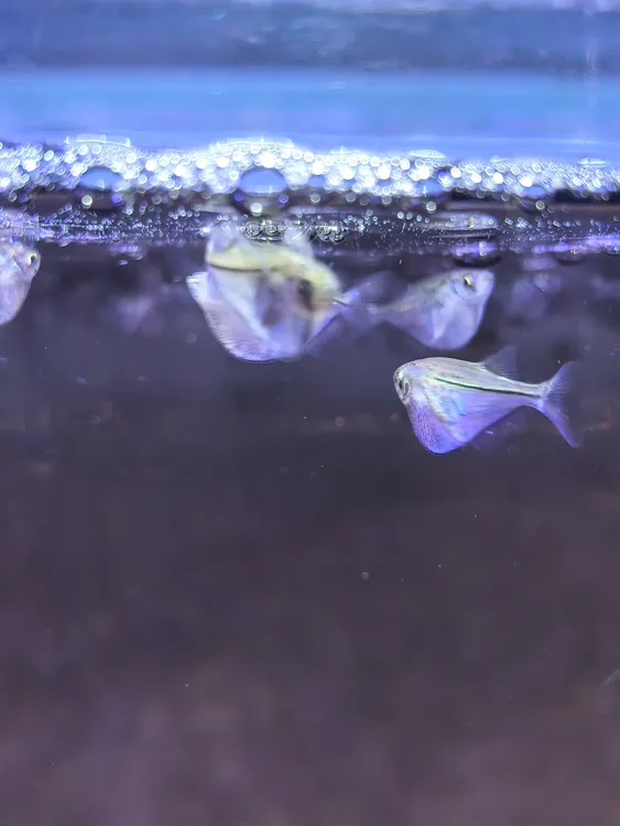 众鑫水族【野生】 大/小巨斧喷点燕子 隆背燕子 月光燕子