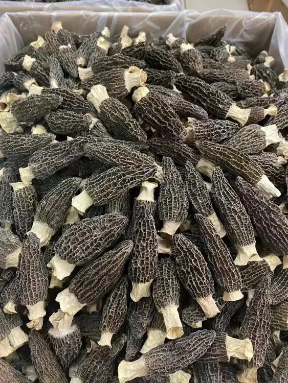 【4月刚到】新鲜头茬下山货羊肚菌特产菌菇煲汤3-6cm（赠食谱说明书）