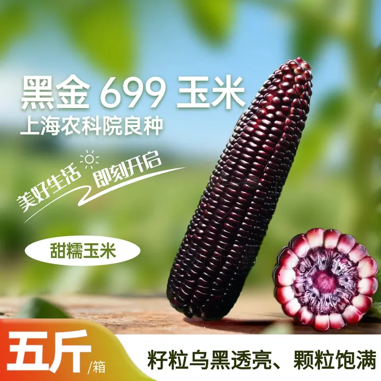 黑金699黑糯玉米甜糯低脂5斤装代餐