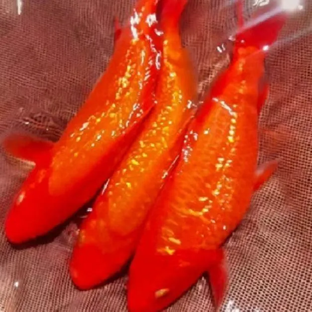 冷水观赏鱼红锦鲤闪鳞火红火鲤纯种发财鱼