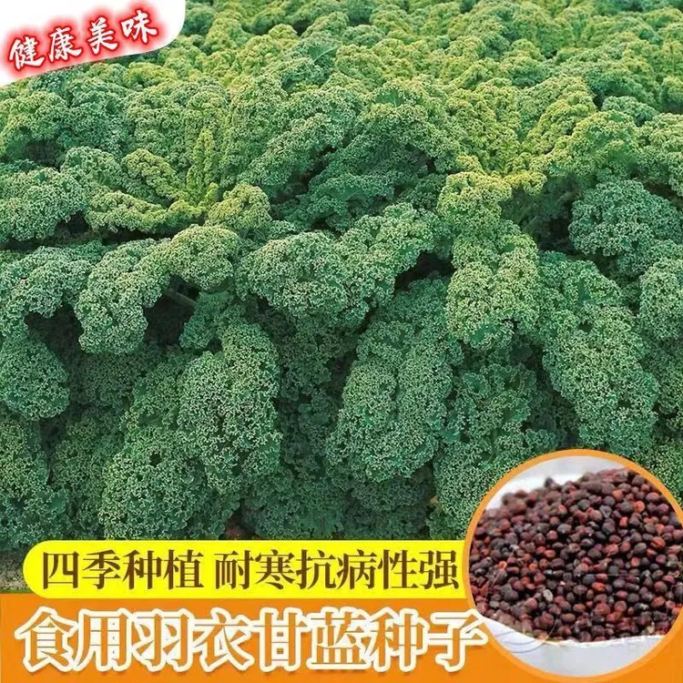 ..爆款绿色羽衣甘蓝种子绿羽衣甘蓝叶可食用可榨汁鲜嫩可口沙拉菜