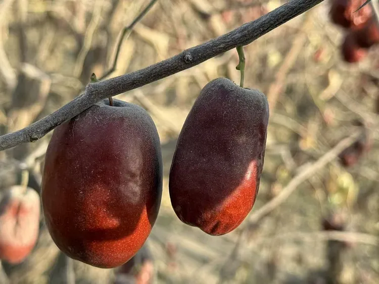 和田大枣脆甜多汁皮薄肉厚