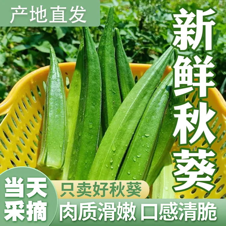 秋葵鲜嫩蔬菜水果黄秋葵羊角豆凉拌烧烤都美味产地现摘新鲜到家商品图