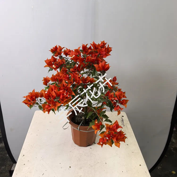 热火桑巴盆栽勤花庭院阳台绿植