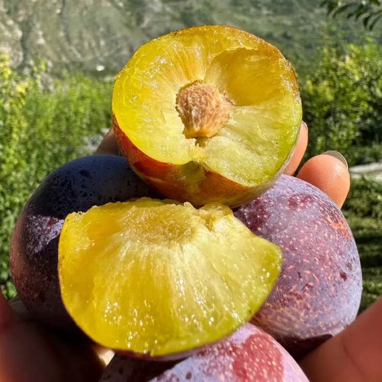 四川高山新鲜现摘脆红李脱骨脆甜多汁肉厚爽口应季水果批发