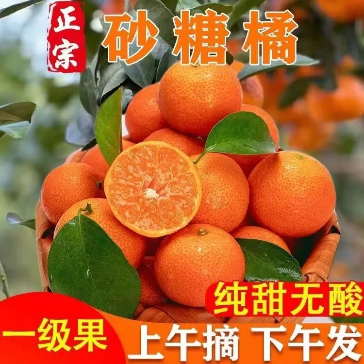 广西产地新鲜现摘砂糖桔多汁爽口香甜水果精品果