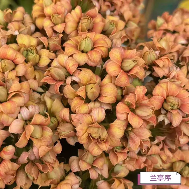 重瓣长寿花长寿花卉带花苞苗（满30包邮，无售后，介意勿拍）