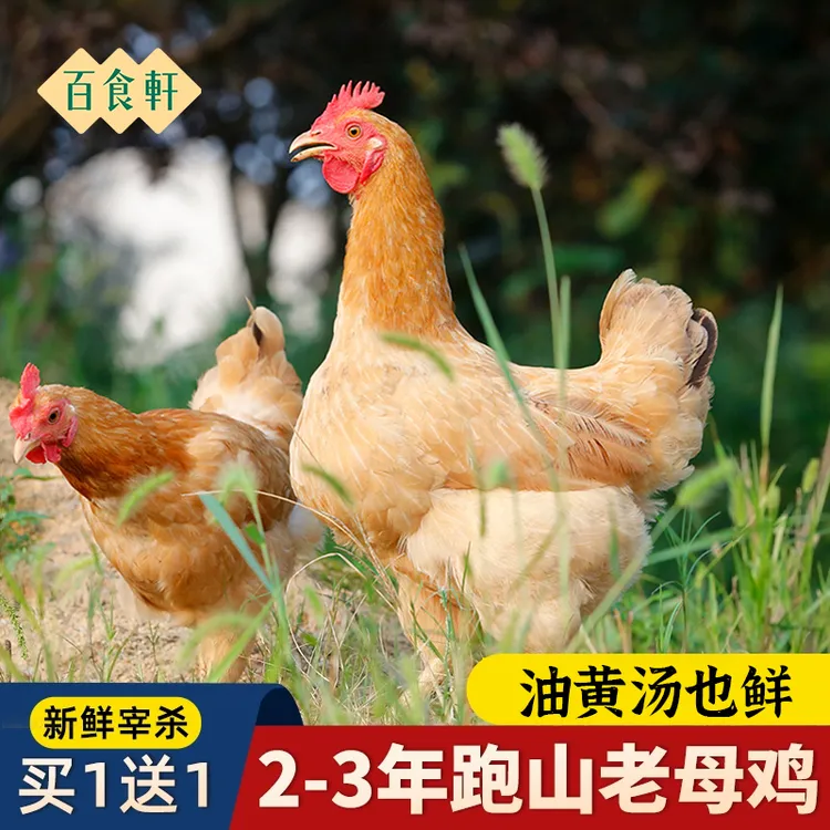 百食轩 大别山新鲜皖西麻黄老母鸡草鸡土鸡 煲汤炖汤