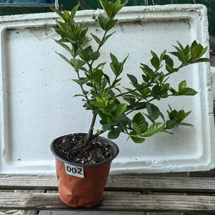 日本八重咲法莲栀子花带大花苞多季开花浓香型带奶香重瓣勤花