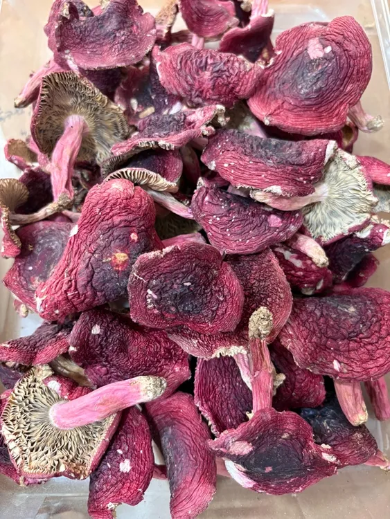 【缺货】福建三明永安本地野生蓝底红菇平面菇特香特甜