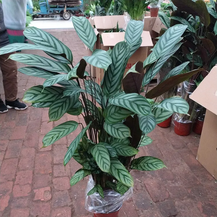 红盆新飞羽竹芋盆栽室内绿植好养耐阴吸甲醛四季常青