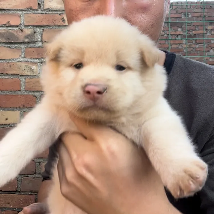 【严选】多种特色活体田园犬如五黑犬五红犬土松犬等售卖