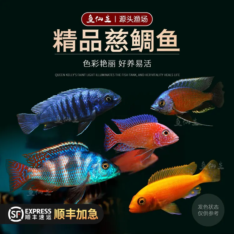 水宠世家三湖慈鲷非洲王子雪雕凤凰四间鱼十间鱼观赏活鱼