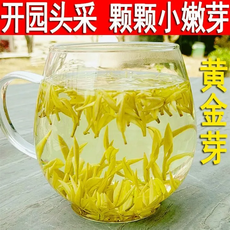 2025新茶明前头采黄金芽高档送礼高货精品嫩芽正宗高山茶春茶