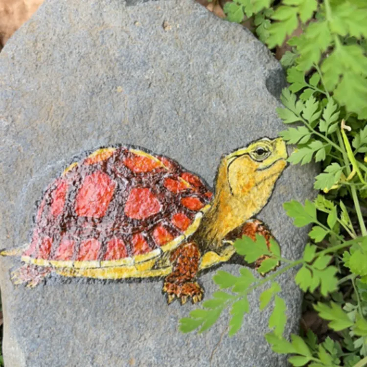 黄缘闭壳龟手绘石头，造景石，垫脚石，龟缸景观摆件，可定制