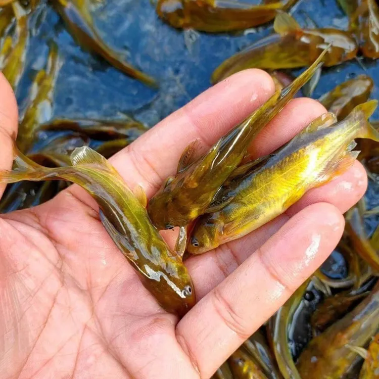 渔场批发杂交黄骨鱼苗黄颡苗淡水高密度养殖鱼类观赏食用均可