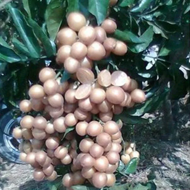 2-5年广东郁南无核黄皮果苗 大鸡心 冰糖纯甜嫁接苗水果种子苗