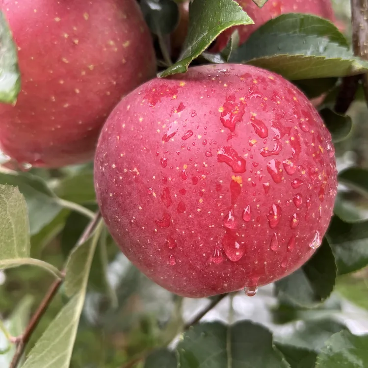 昭通丑苹果红富士糖心苹果酸甜酥脆苹果