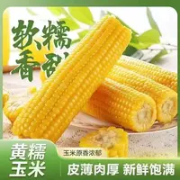 【试吃6根】整箱15棒东北正宗原产地黄糯玉米软糯香黏甜