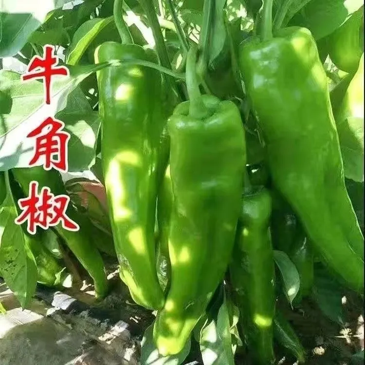 现摘现发新鲜青椒中辣辣椒牛角椒农家自种土辣椒时令蔬菜好吃不贵