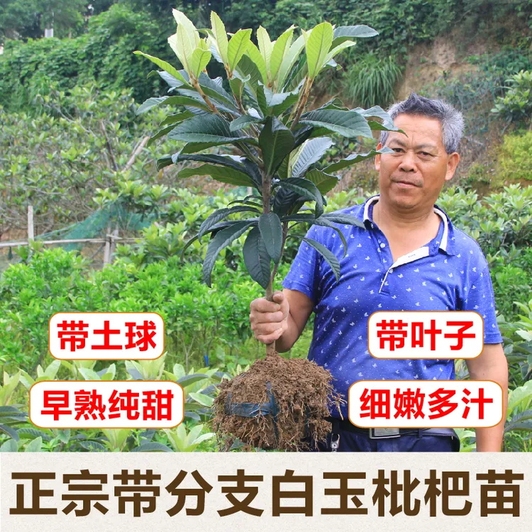 果然甜正宗带分枝嫁接白玉枇杷苗东山白沙果树苗木土球庭院结果早