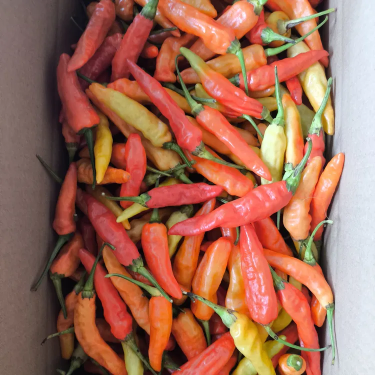 湖南汝城瑶乡新鲜现摘朝天椒特辣野山椒泡椒小米辣产地直发十月辣