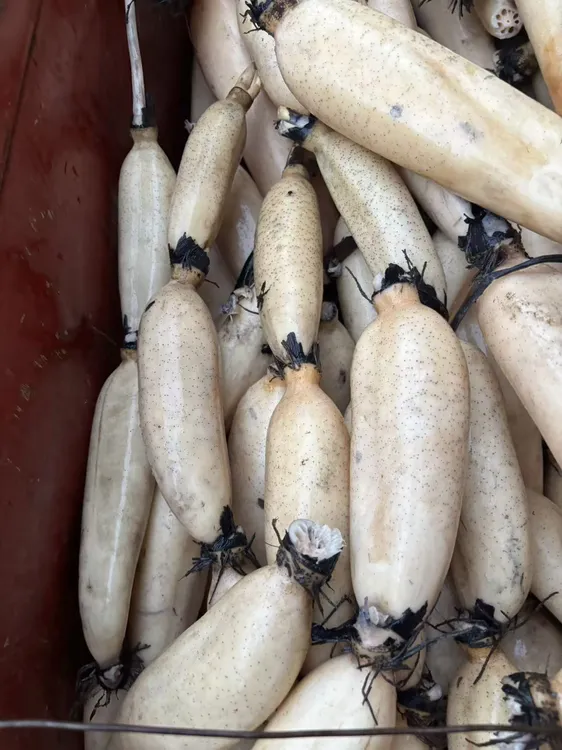 江西余干特产  余干白莲藕 野生藕